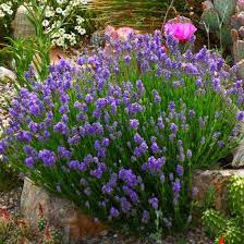 Wee One Dwarf English Lavender Lavandula Angustifolia High Country Gardens