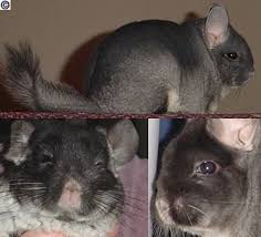 Origins And Wild Chinchillas Today Www Chincare Com