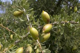 Arganier Planter Et Entretenir Ooreka
