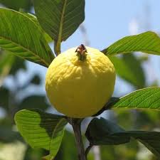 Image result for Psidium guajava