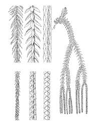 Image result for Huperzia afromontana