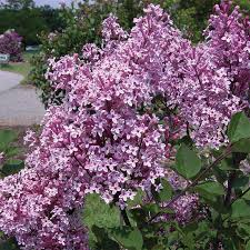 Bloomerang dark purple reblooming lilac blooms in spring like traditional lilacs, then reblooms in summer and will add beauty and fragrance to gardens from spring to fall. Josee Dwarf Reblooming Lilac Garden Center Bareroot Jung Seed Company