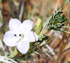 Image result for Barleria rigida