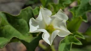 Image result for Datura ferox