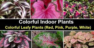 Add a splash of color and some of mother nature's beauty to. Colorful Indoor Plants Colorful Leafy Plants Red Pink Purple White