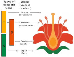 Difference Between Homeobox Homeotic And Hox Genes Pediaa Com