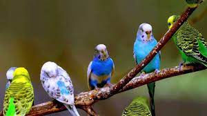 muhabbet kusu isimleri tur renk ve cinsiyete gore isimler bipati budgies budgies bird pet birds