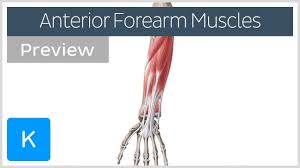 2, ulna, 3, biceps muscle; Muscles Of The Anterior Compartment Of The Forearm Preview Human Anatomy Kenhub Youtube