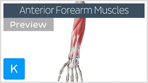 Learn vocabulary, terms and more with flashcards, games and other study tools. Muscles Of The Anterior Compartment Of The Forearm Preview Human Anatomy Kenhub Youtube