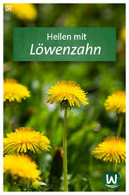 Krauter Heilen Mit Lowenzahn Br De In 2020 Lowenzahn Pflanzen Krauter