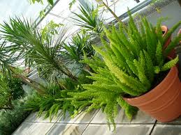 Image result for Acalypha sonderiana