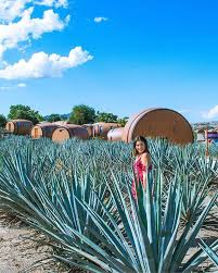 Conoce las recomendaciones y toda la información para viajar seguro en. Tequila Mucho Casa Cofradia Tequila Jalisco Mexico Mexico Travel Visit Mexico Guadalajara Mexico