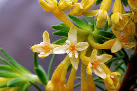 Image result for Gnidia