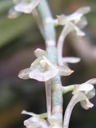 Image result for Rhipidoglossum burttii