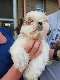 Michigan puppies for sale this page lists dogs and puppies for sale in michigan along with stud services. Holy Shih Tzu Claws And Paws Rescue West Branch Mi