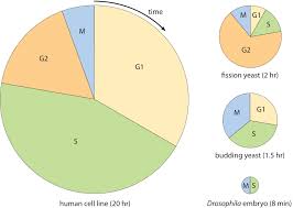 how long do the different stages of the cell cycle take