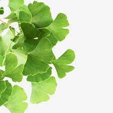 As the input png isn't transparent, we remove the background by entering the color white in the transparent color field. Blatt Png Ohne Hintergrund Pflanzenvektor Pflanze Transparent Blume Png Png Und Psd Datei Zum Kostenlosen Download