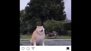But then when doge the meme started getting popular, a bunch of people probably looked up how to pronounce doge, found this word, and. Fat Doge Reappearing Meme Youtube