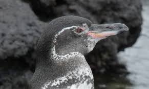 See more ideas about galapagos penguin, galapagos, penguins. Marine Preserve To Help Penguins In A Predictably Unpredictable Place Uw News