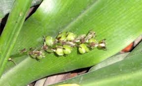 Image result for Chlorophytum macrophyllum