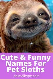 Pin On Sloths