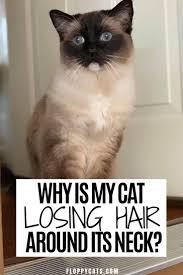 Hair Loss In Cats What Causes Cats To Lose Fur Around Their Necks In 2020 Cat Allergies Cat Advice Cat Hair Loss