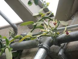 Image result for Vanilla imperialis