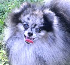 Pomeranian puppies for sale select a breed. Merle Pomeranains Dee Dee S Pomeranians