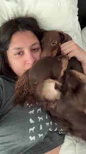 Jovel Dachshunds Bria