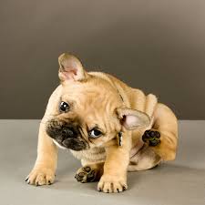 Short and fine or short to medium and rough. French Bulldog Shampoo How To Choose The Best One Askfrenchie Com