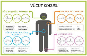 Vucut Kokusu Kotu Vucut Kokusu