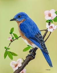 Cute Bird On Branch Drawing Eastern Bluebird 11x14 Acrylic On Pastel Board Blue Bird Art Bird Drawings Bird Pictures