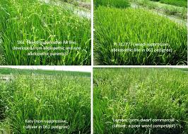 Winlawn is a leading lawn care maintenance service providing expert weed control and lawn fertilization services to property owners in dozens of cities located around metro atlanta and north recent reviews for sugar hill landscaping companies. Cultivars To Face Climate Change Effects On Crops And Weeds A Review Springerlink