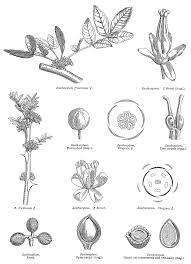 Image result for Toddalia crenulata