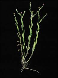 Image result for Sphaeranthus chandleri