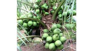 Maybe you would like to learn more about one of these? Kerasree Developed In Pilicode Is The Star Attraction In Secretariat Kerala General Kerala Kaumudi Online