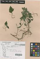 Image result for Dicliptera verticillata