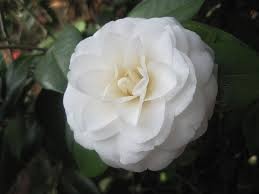 Camellia Japonica White By The Gate Camellia Japonica Wikipedia With Images Camellia Japonica Beautiful Flowers