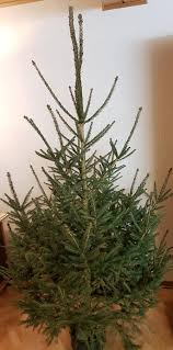 Wann werden die weihnachtsbäume abgeholt? Stadt Limburg An Der Lahn Weihnachtsbaume Werden Nicht Abgeholt