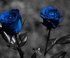Blaue Rose Hintergrund Lade Auf Dein Handy Von Phoneky Herunter 1920x1080 blaue hintergrundbilder, blaue tiger, wallpaper kostenlos herunterladen, blau kunst, blau dinge, lieblingsfarbe, farbe, schreibtisch, schwarz.