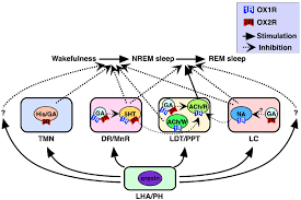 Schematic Illustration Of Presumed Pathways Underlying Orexin Actions Download Scientific Diagram