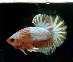 Fccp Hmpk Bred In The Philippines Fish Pet Betta Animals