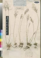 Image result for Sporobolus welwitschii