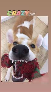 Instagram Story Idea Dog Creative Instagram Photo Ideas Instagram Story Instagram Story Ideas