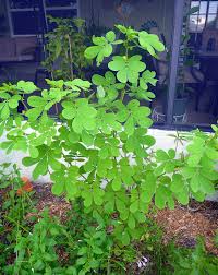 Image result for Senna obtusifolia