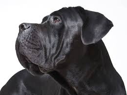 Smart, trainable, and of noble bearing, the assertive and confident cane corso is a peerless protector. Cane Corso Typische Krankheiten Und Gesunde Ernahrung