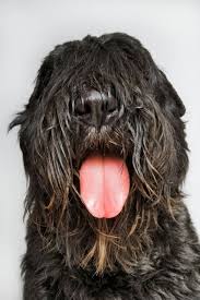 It S Oj He Looks Just Like My Childhood Dog Crazy I Thought Juice Was A One Of A Kind Miss That Smelly Dog Black Russian Terrier Dog Love Dog Life