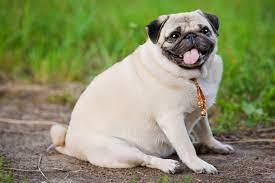 Many pugs weigh more, owing to their begging skills. Average Cost Of Buying A Pug With 21 Examples Embora Pets