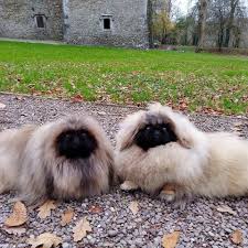 Image result for pekingese