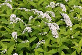 Image result for Lysimachia tenuicaulis